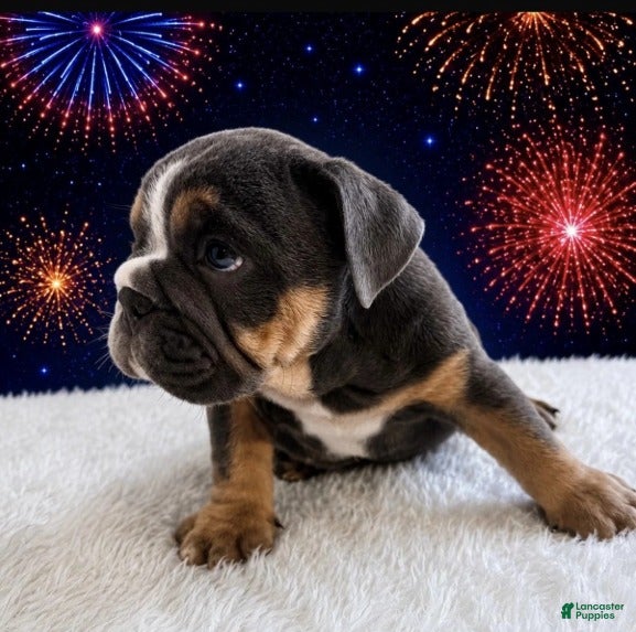 English Bulldog dogs for sale: Tank_Male - Ad 1