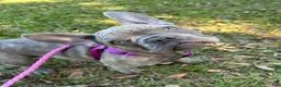 French Bulldog dogs for sale: Sadie  - Ad 14