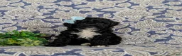 Miniature Poodle dogs for sale: Olivia - Ad 3