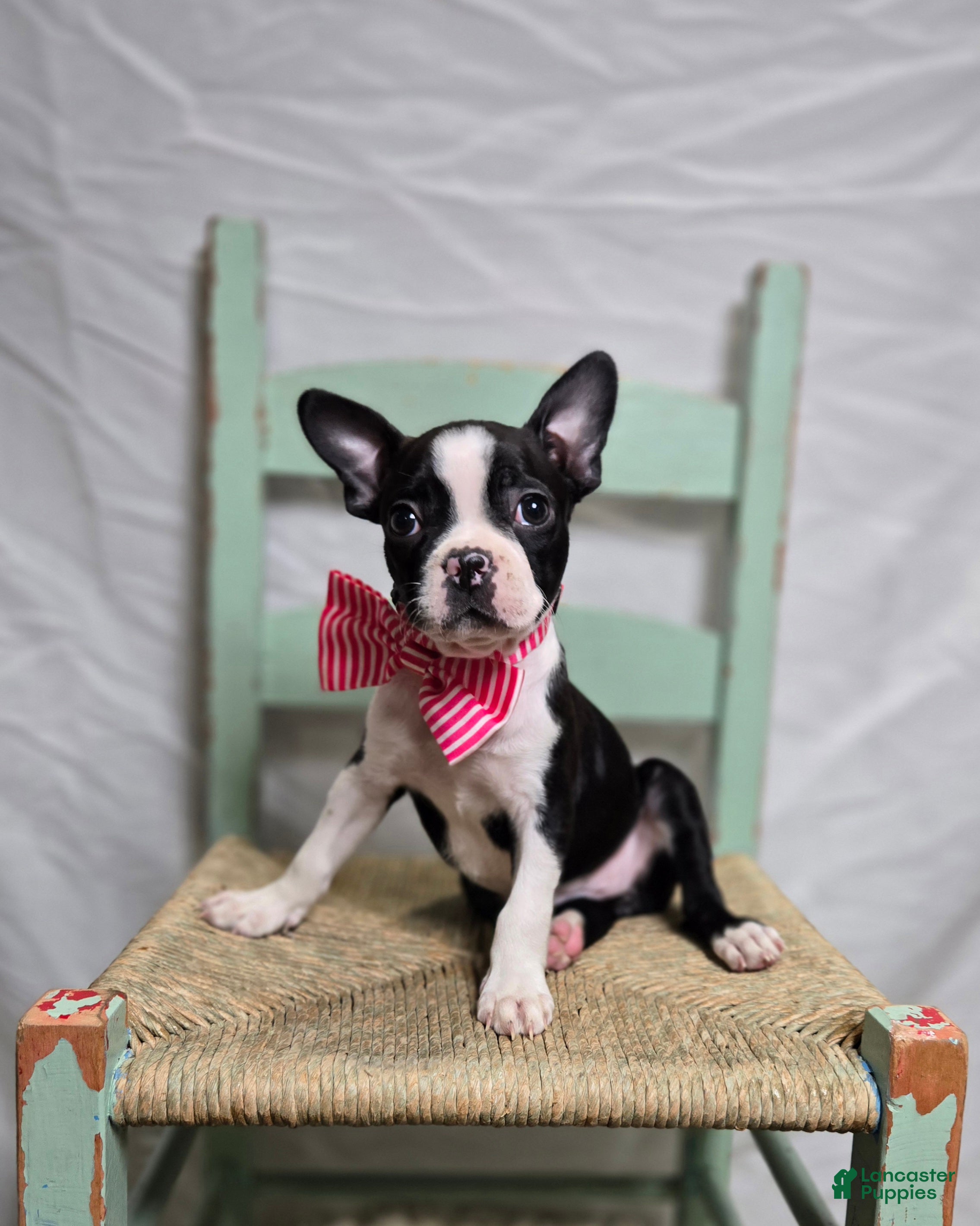 Boston Terrier dogs Baby Doll - Ad 24