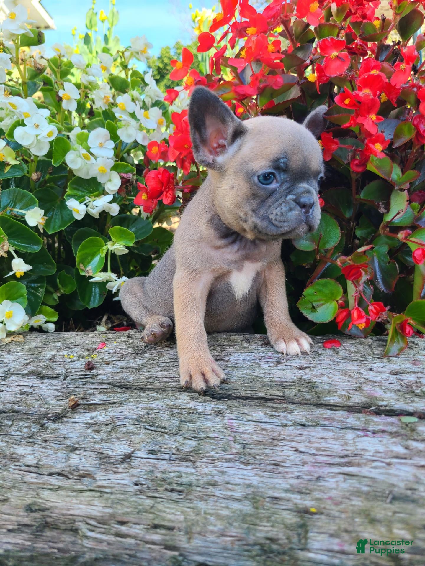 Frenchton dogs Mia - Ad 1