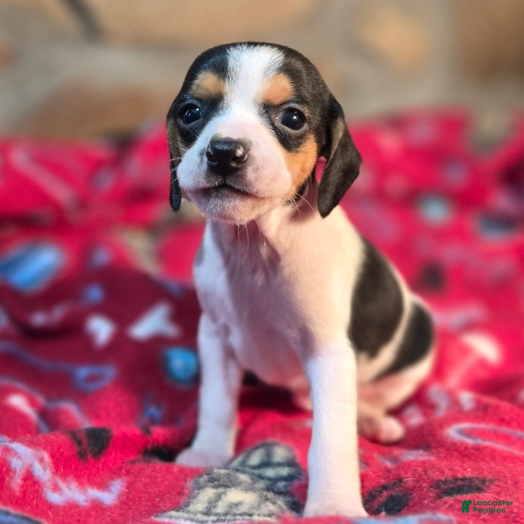Beagle dogs for sale: Basil Queen Elizabeth Pocket Beagle - Ad 10