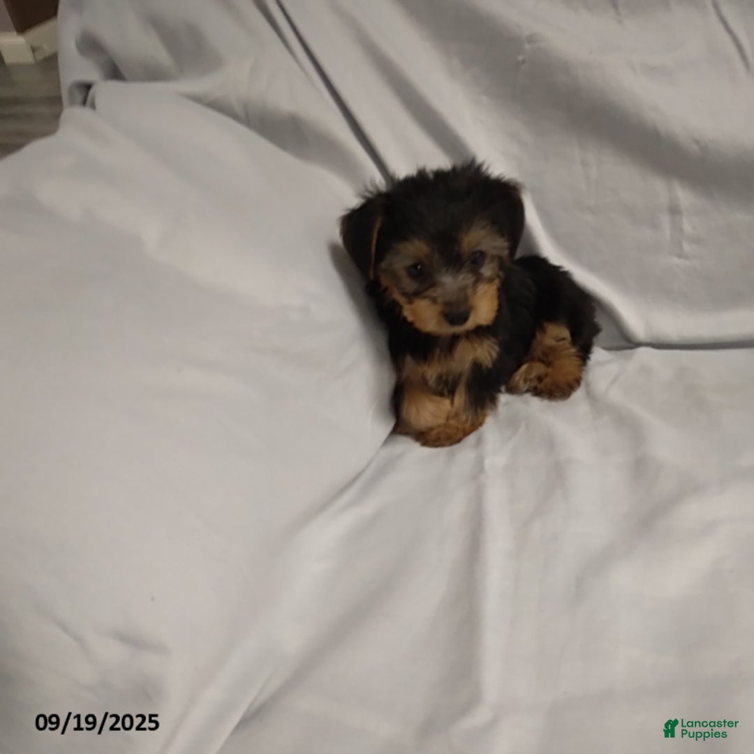 Yorkshire Terrier dogs for sale: Buttercup - Ad 1