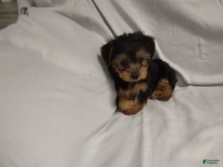 Yorkshire Terrier dogs Buttercup - Ad 4
