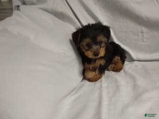 Yorkshire Terrier dogs Buttercup - Ad 27