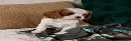 Cavalier King Charles Spaniel dogs for sale: Alice - Ad 6