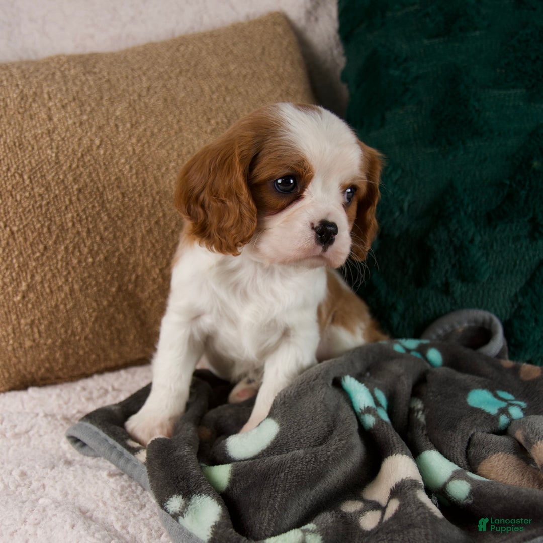Cavalier King Charles Spaniel dogs for sale: Alice - Ad 6