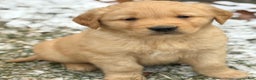 Golden Retriever dogs for sale: Sammy - Ad 4