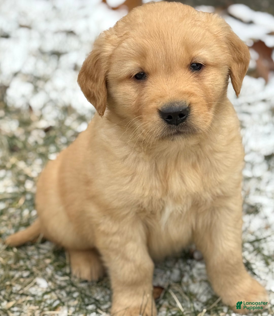 Golden Retriever dogs for sale: Sammy - Ad 4