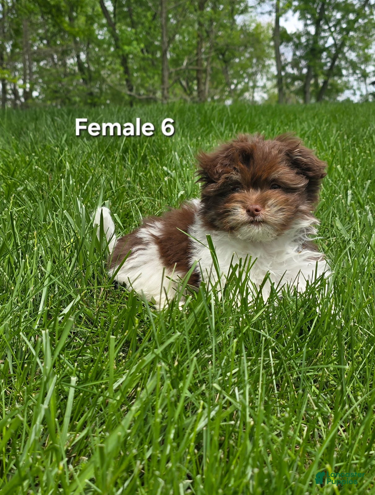 Havanese dogs for sale: Havanese Puppy 6 - Ad 6