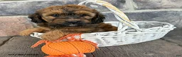 Whoodle dogs for sale: Molly - Ad 2