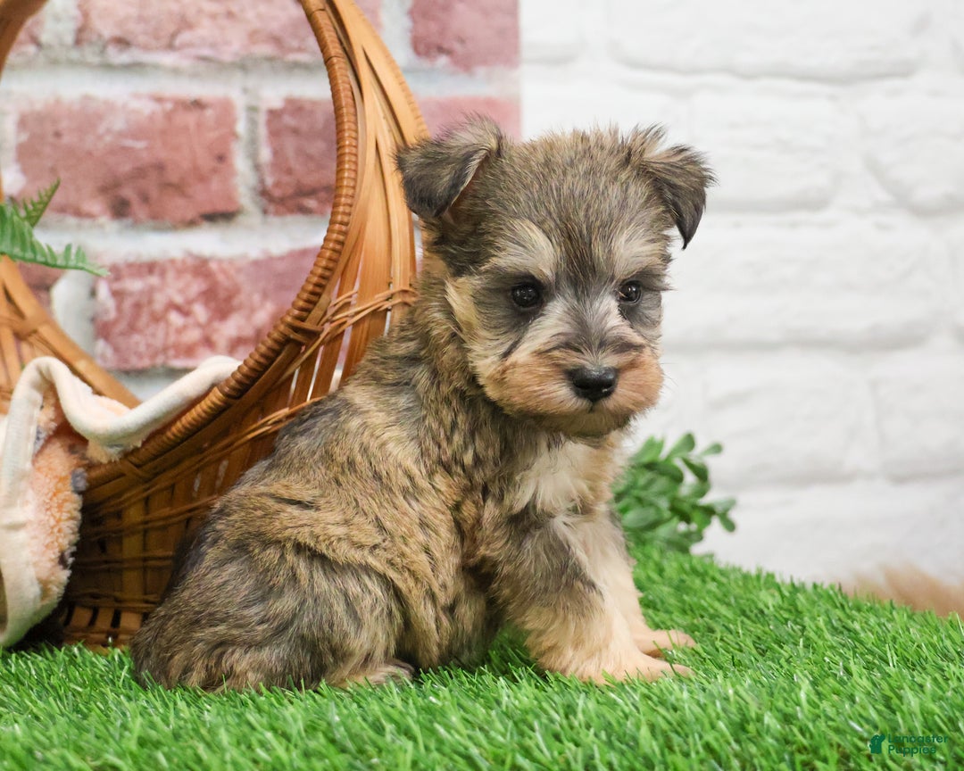 Miniature Schnauzer dogs for sale: Thor - Ad 7