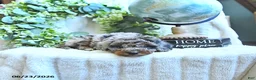 Miniature Poodle dogs for sale: Dusty - Ad 4