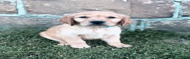Sully