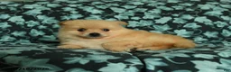 Pomeranian dogs for sale: Feddy - Ad 3