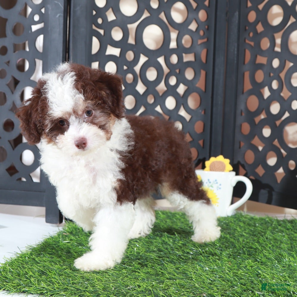 Aussiedoodle dogs Candy Beautiful F1B Mini Aussiepoo Puppy - Ad 1