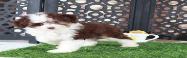 Candy Beautiful F1B Mini Aussiepoo Puppy