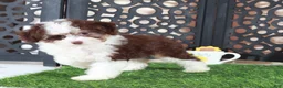 Aussiedoodle dogs for sale: Candy Beautiful F1B Mini Aussiepoo Puppy - Ad 1