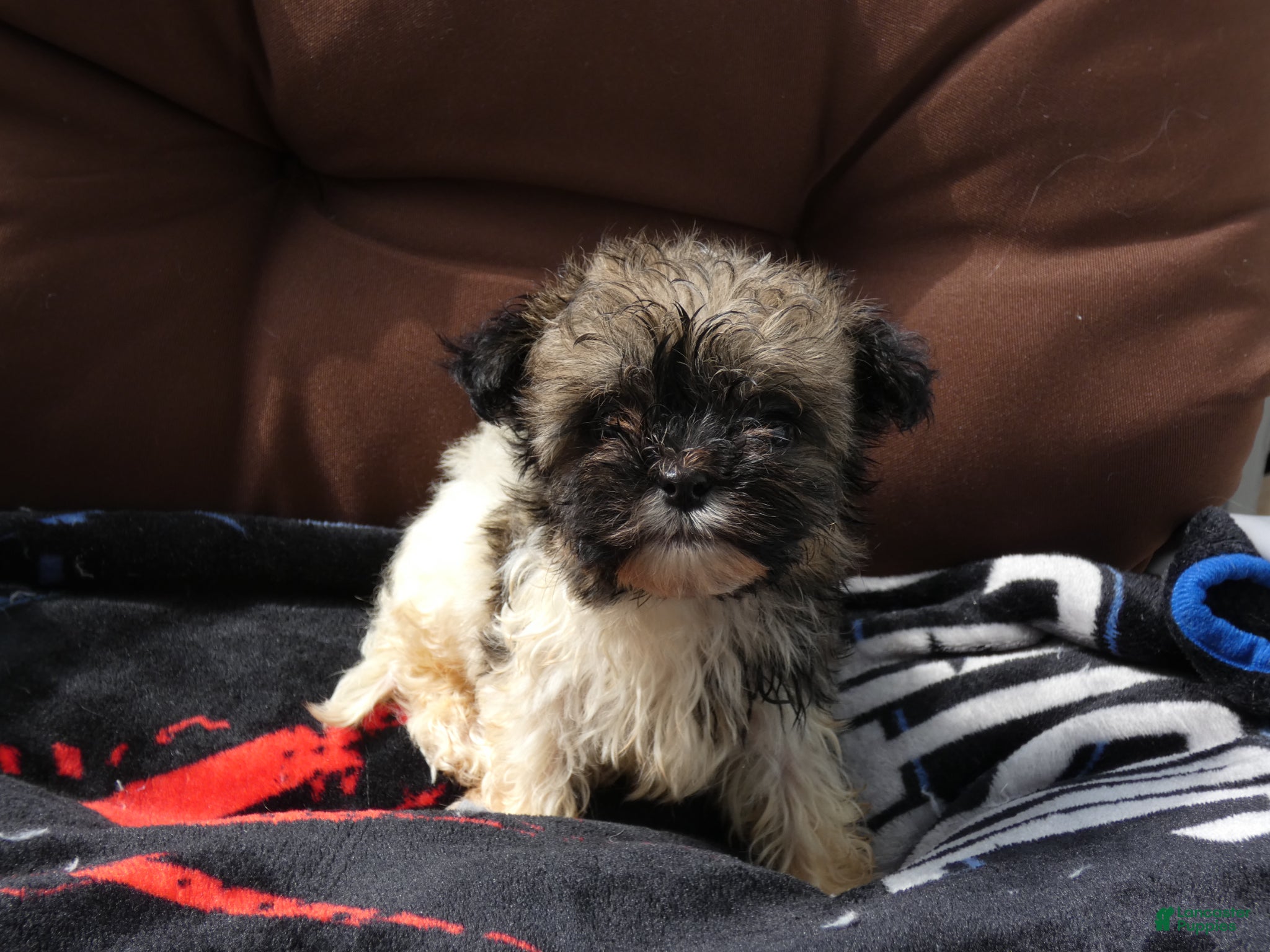 Havanese dogs Baron-Male - Ad 1