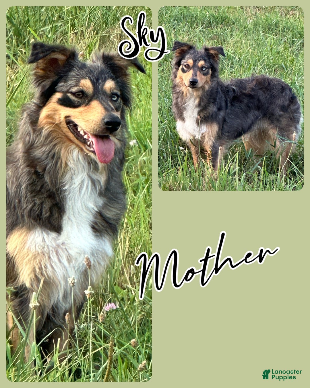 Miniature Australian Shepherd dogs for sale: Dasher - Ad 4