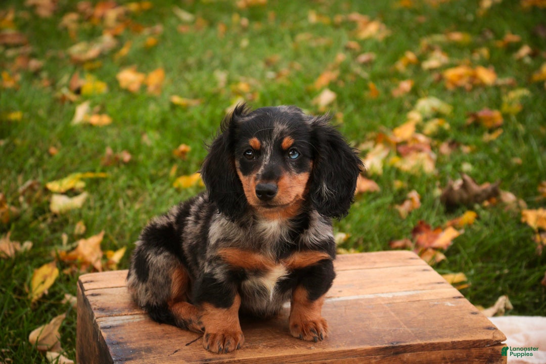 Miniature Dachshund dogs Jack Miniature Dachshund  - Ad 2