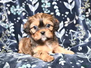 Mixed Breed dogs Buddy - Ad 26