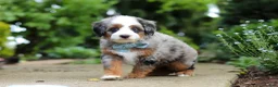 Mini Bernedoodle dogs for sale: Zeke - Ad 3