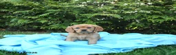 Miniature Golden Retriever dogs for sale: Jane - Ad 4