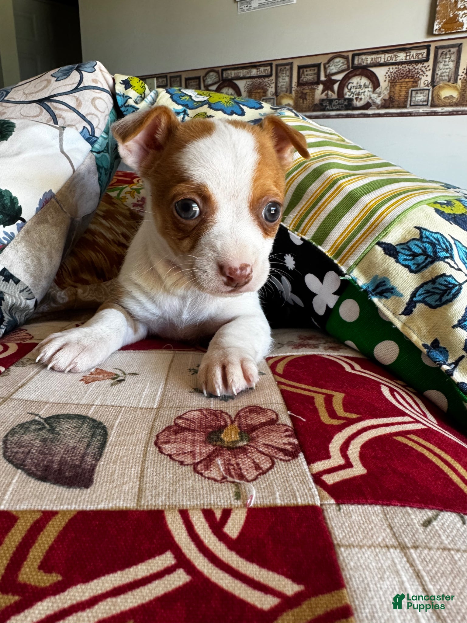 Chihuahua dogs for sale: Chihuahua Puppy 2 - Ad 1
