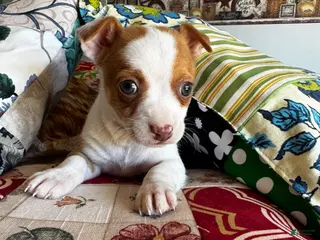 Chihuahua dogs Chihuahua Puppy 2 - Ad 32