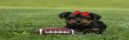 Yorkshire Terrier dogs for sale:  Benji  💛🐾 - Ad 5