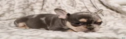 French Bulldog dogs for sale: Lars - Ad 11