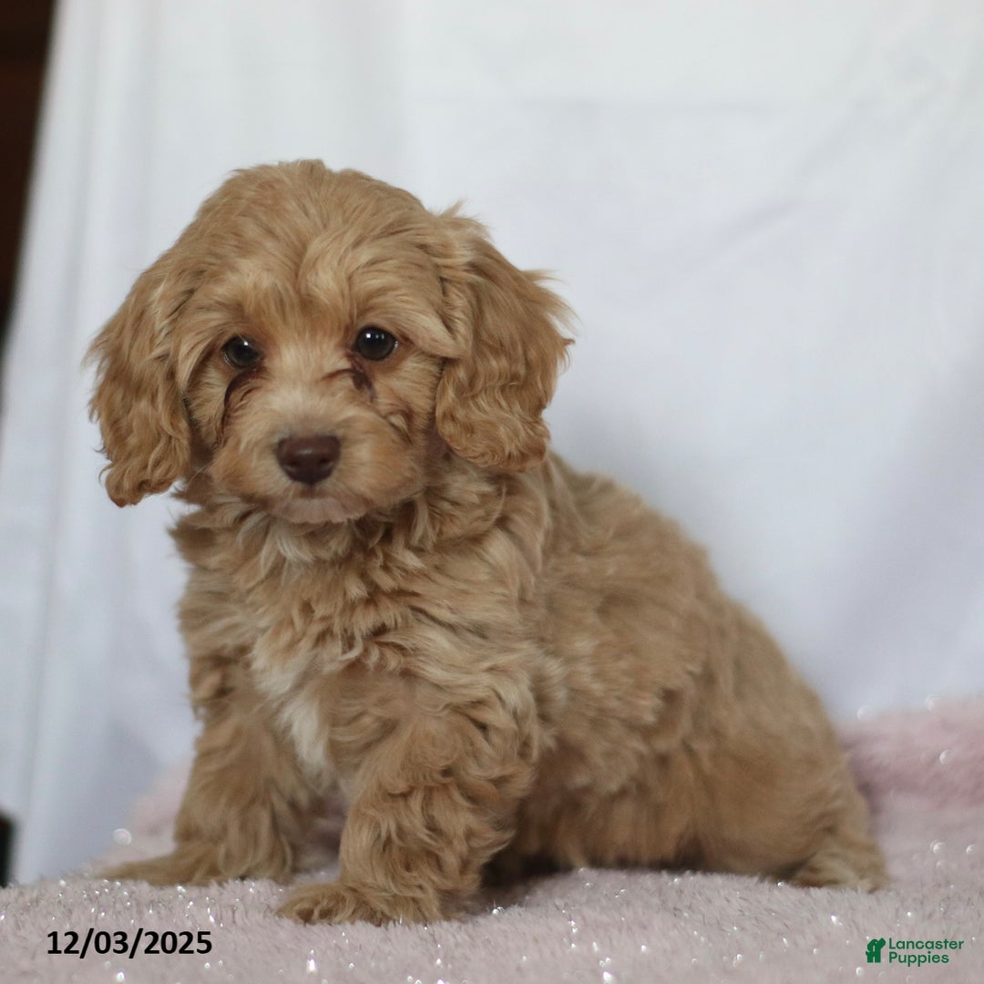 Doxiepoo dogs for sale: Golda - Ad 1