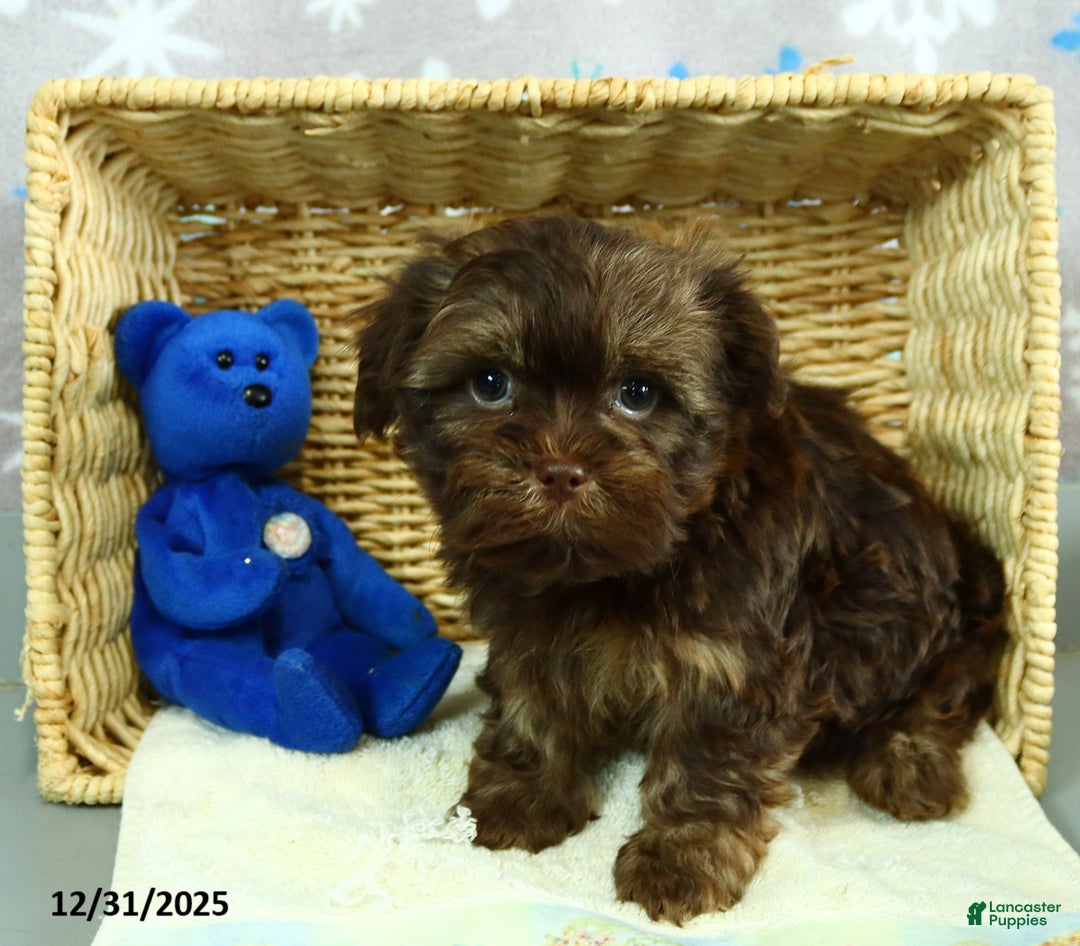 Shorkie dogs for sale: Rex - Ad 3