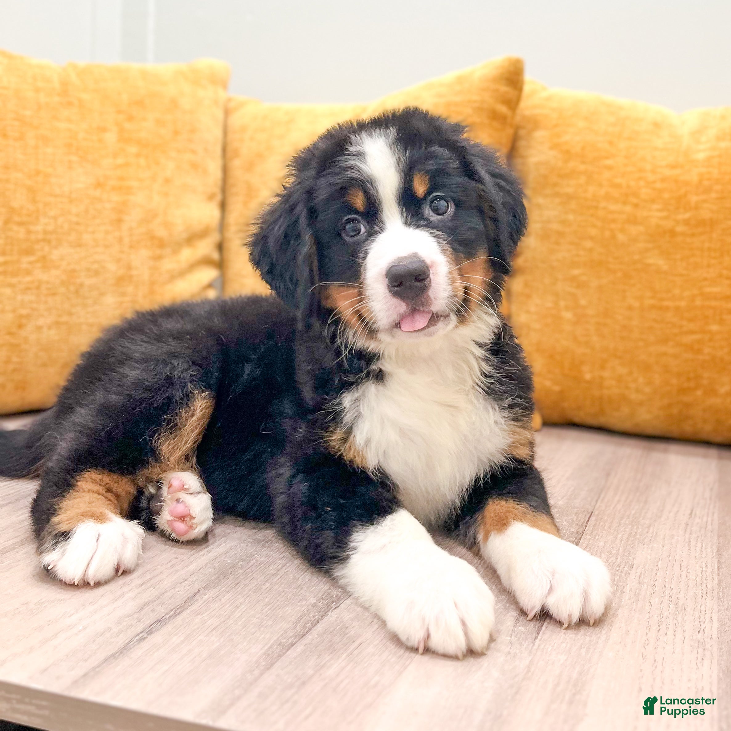 Bernese Mountain Dog dogs Boone - Ad 2