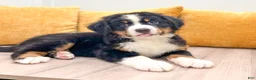 Bernese Mountain Dog dogs for sale: Boone - Ad 2