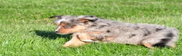Miniature Australian Shepherd dogs for sale: Austin - Ad 12