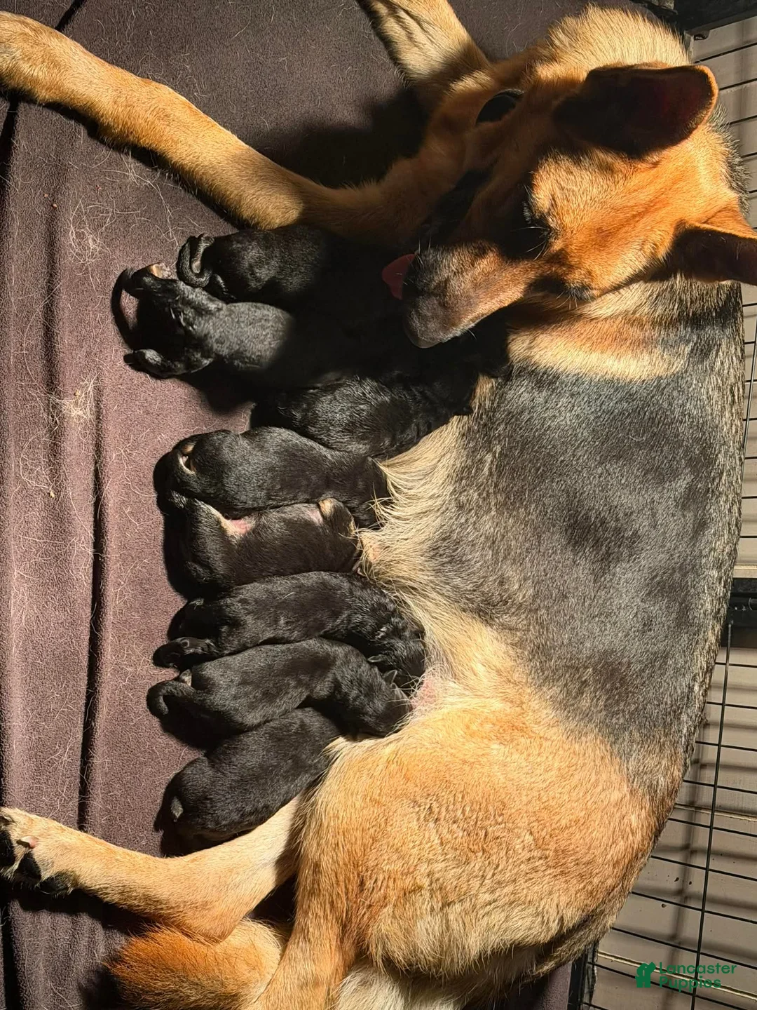 German Shepherd dogs for sale: Turbo - Ad 3