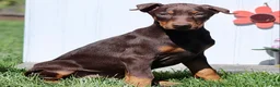 Doberman Pinscher dogs for sale: Captain - Ad 3
