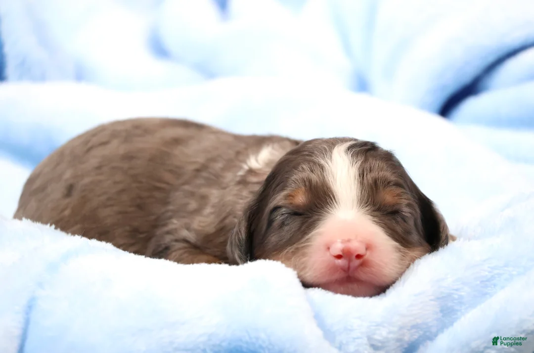 Mini Bernedoodle dogs for sale: Carter  - Ad 2