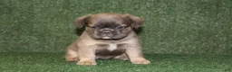 French Bulldog dogs for sale: French Bulldog 5 - Ad 12