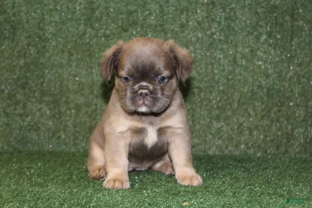 French Bulldog dogs for sale: French Bulldog 5 - Ad 12