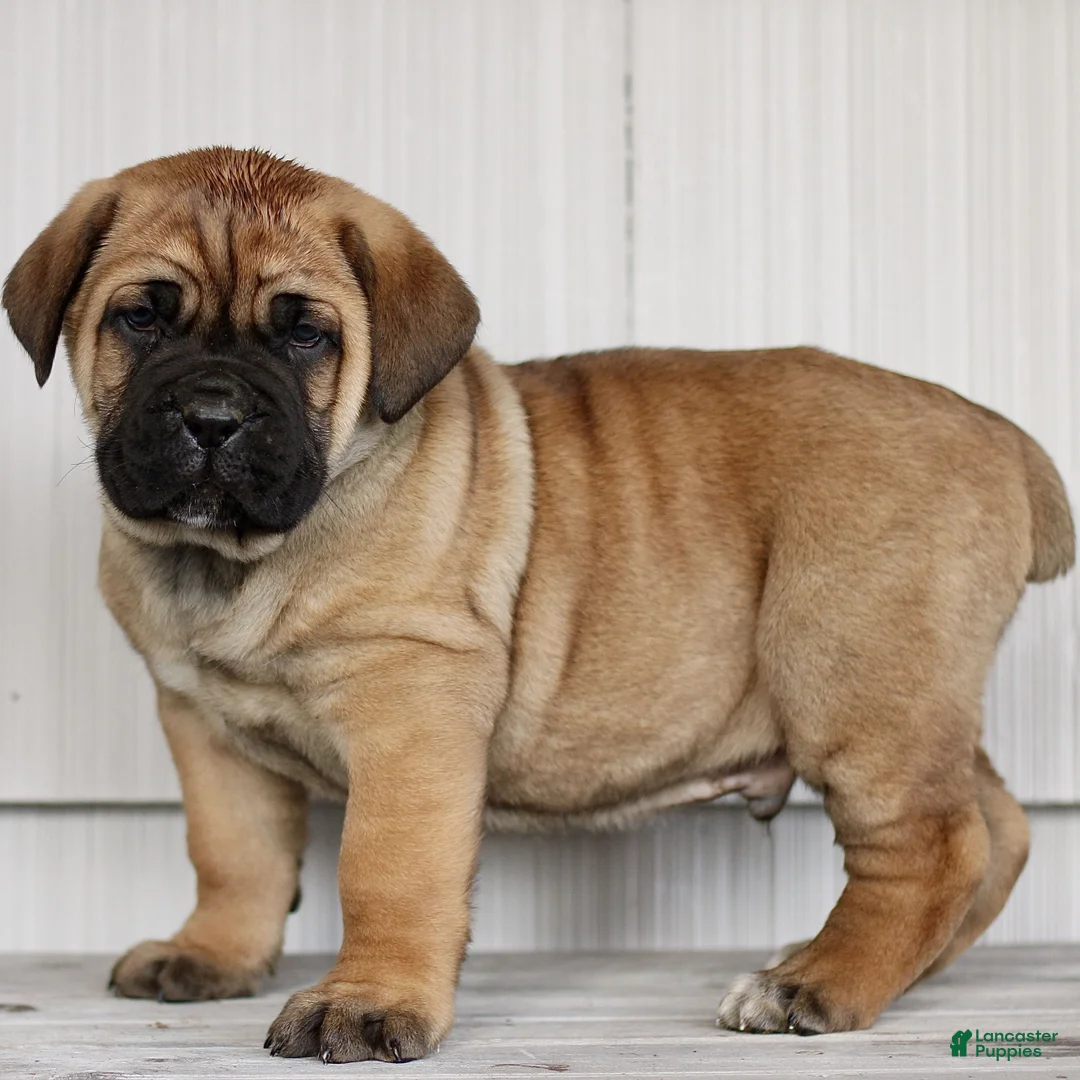 Cane Corso dogs for sale: Nash  - Ad 2