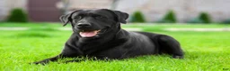 Labrador Retriever dogs for sale: Charlotte - Ad 3