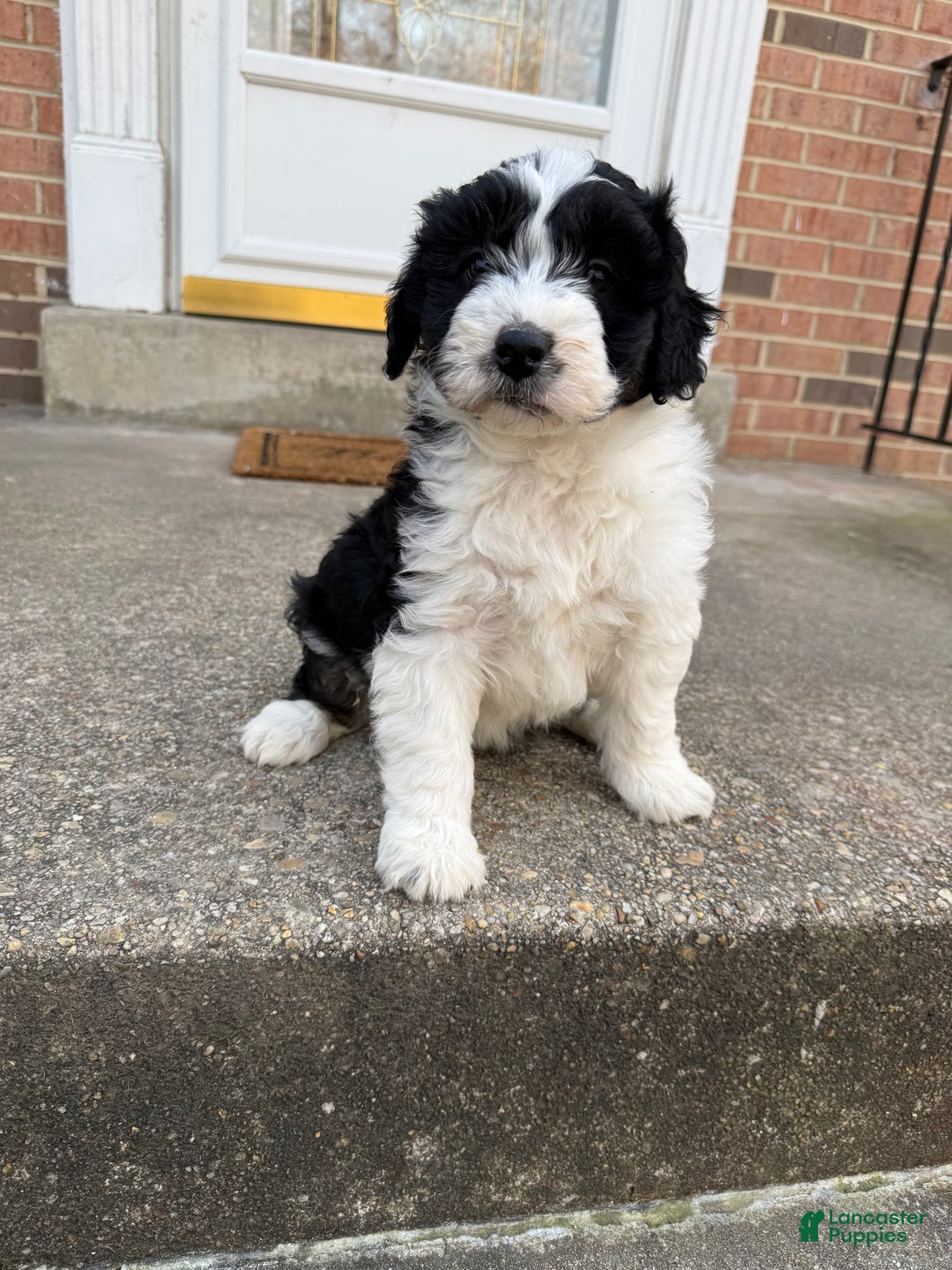 Mini Aussiedoodle dogs for sale: Mini Aussiedoodle Puppy 1 - Ad 1