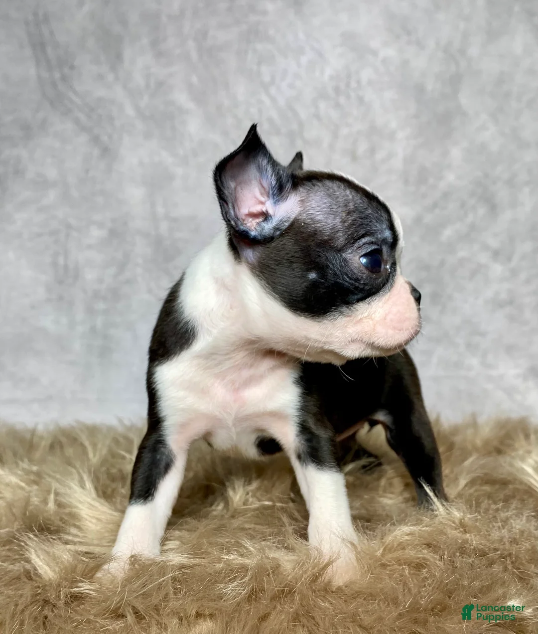 Boston Terrier dogs for sale: Luna - Ad 8