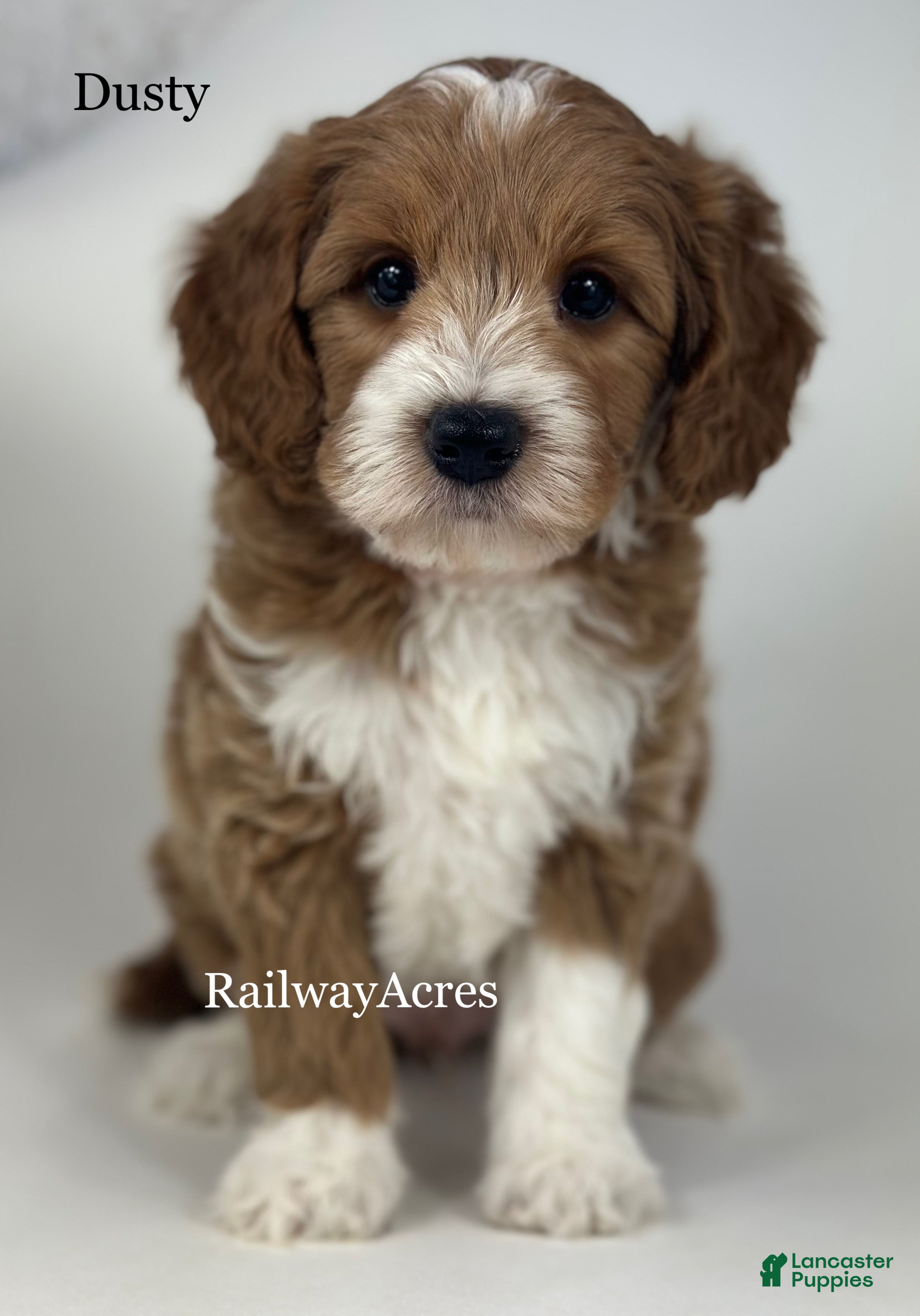 Mini Goldendoodle dogs Dusty - Ad 37