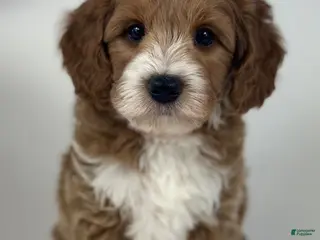 Mini Goldendoodle dogs Dusty - Ad 37