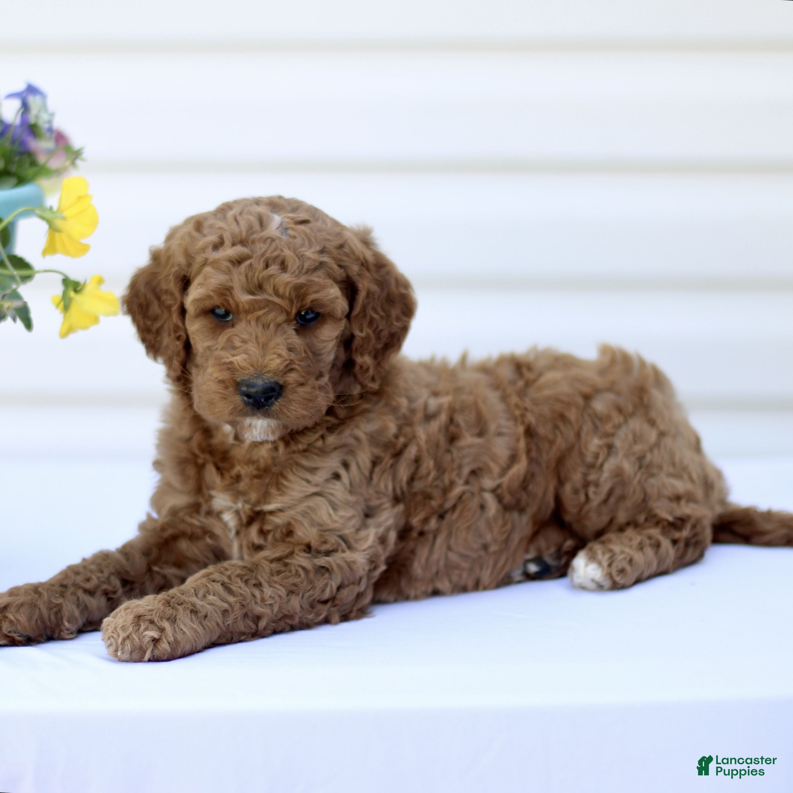 Mini Goldendoodle dogs Samantha  - Ad 1