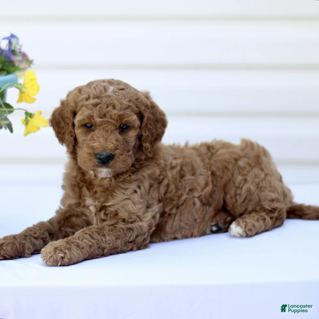 Mini Goldendoodle dogs for sale: Samantha  - Ad 1